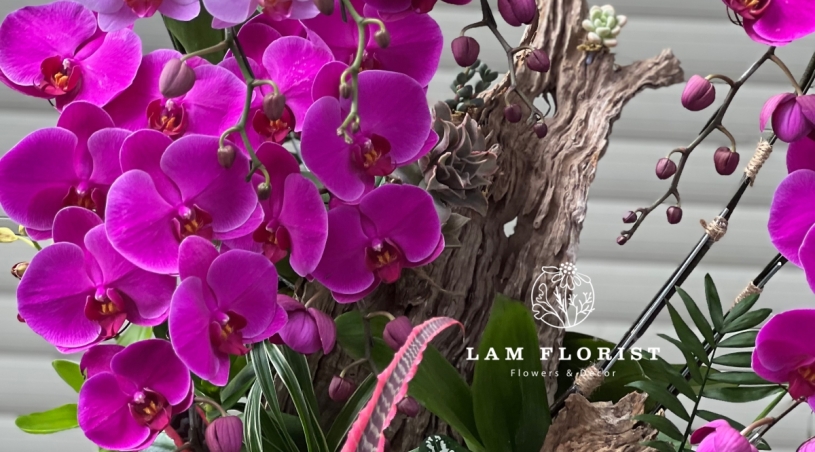 Lan Hồ Điệp Cao Cấp