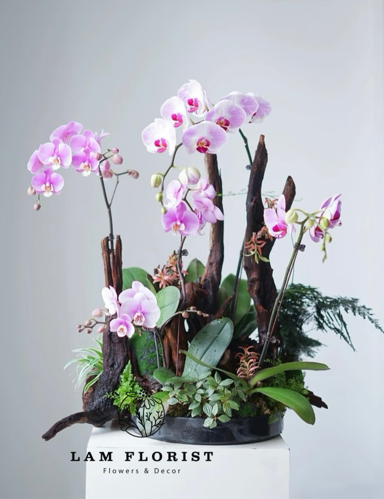 Lan Hồ Điệp Cao Cấp