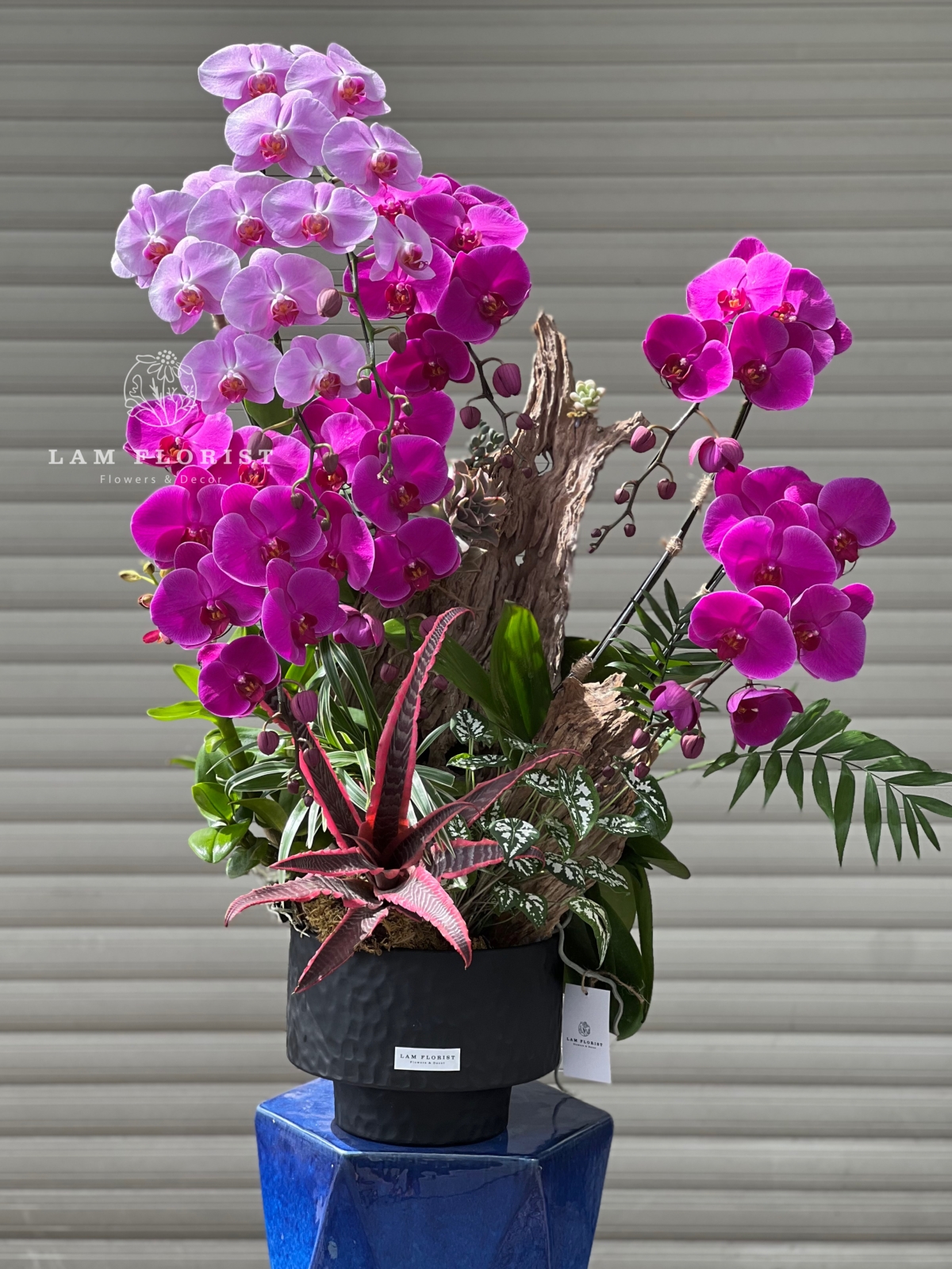 Lan Hồ Điệp Cao Cấp