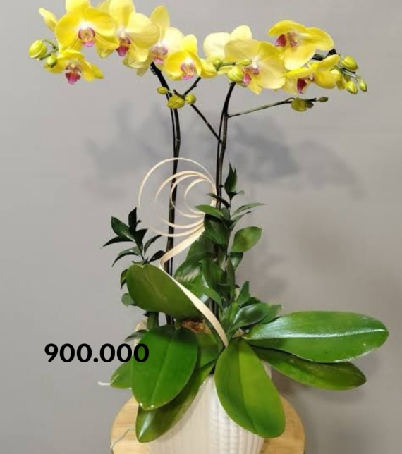 Sunshine Harmony – Hoà Khúc Ánh Dương