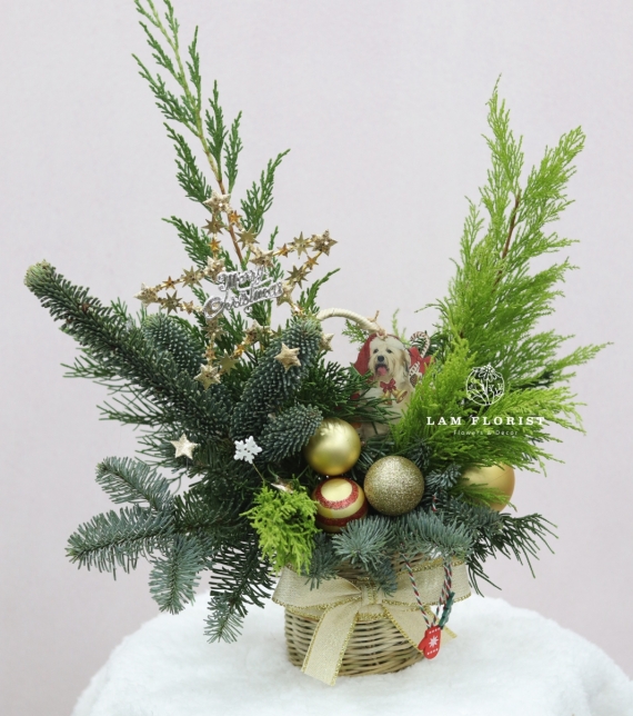  “Golden Star” – Chậu Thông Giáng Sinh Đan Mạch