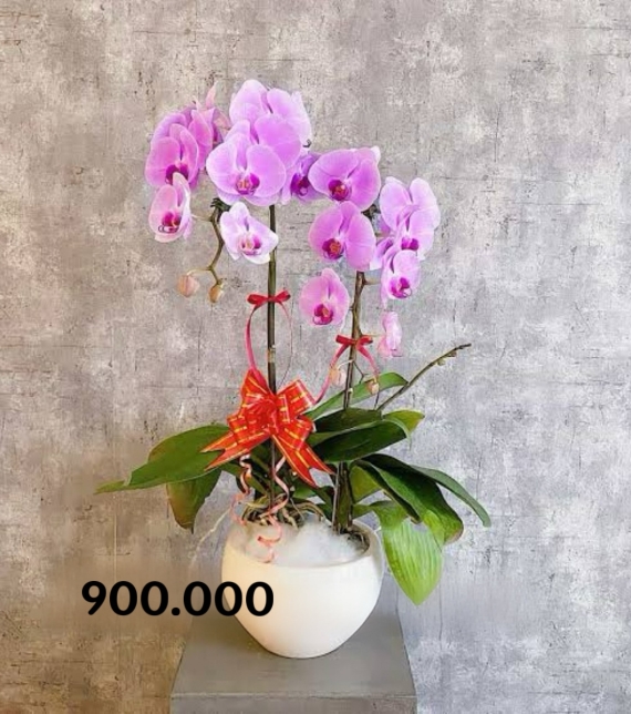 Purple Majesty – Vương Sắc Tím Quyền Uy