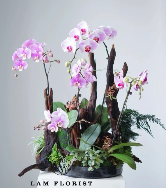 Lan Hồ Điệp Tím Ngọc – Thanh Âm Thiên Nhiên