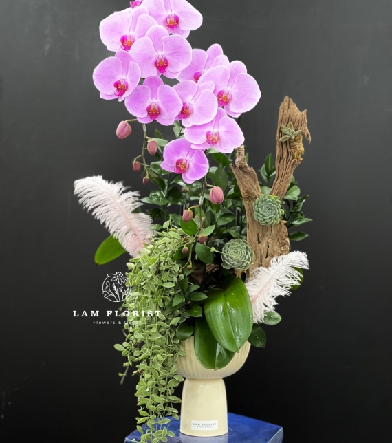 Hương Sắc Thanh Xuân - Chậu hồ điệp 2 cành