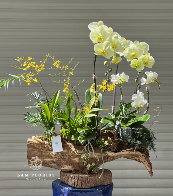 Lan Hồ Điệp Trắng – Vàng Thịnh Vượng