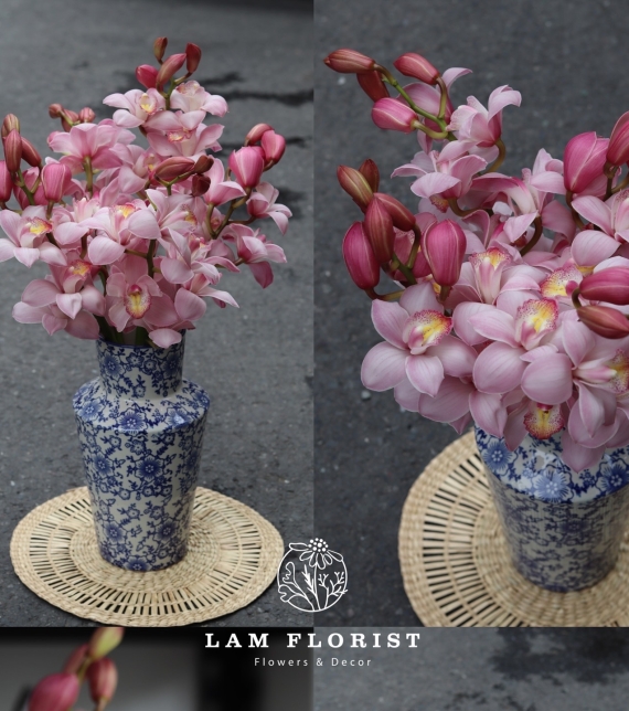 🌸 “Tịnh Sắc Hồng – Bình Địa Lan Thanh Xuân”