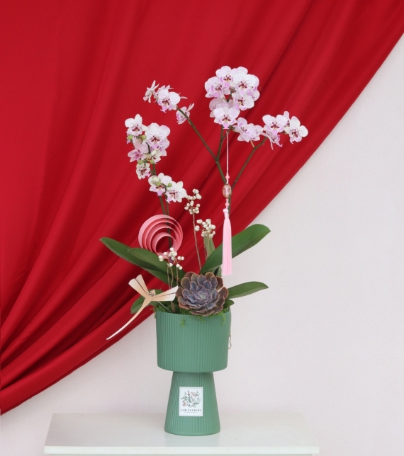 Lan Ngọc Xuân Mini 