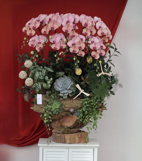 🌸 LAN LŨA HỒNG VÂN – VẺ ĐẸP CỦA SỰ AN YÊN & THỊNH VƯỢNG 🌸