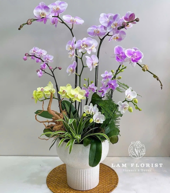 Chậu Lan Hồ Điệp mix 8 cành