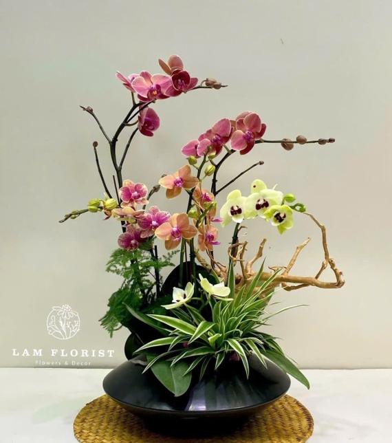 Chậu Lan Hồ Điệp 5 Cành Mix Cao Cấp – Đỏ Nâu & Xanh Bơ, Chậu Gốm Đen