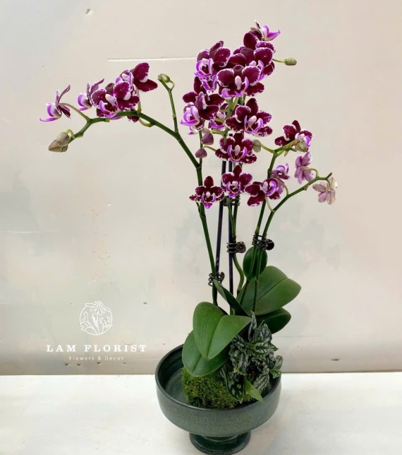 Chậu Lan Hồ Điệp Tím Mini – Vẻ Đẹp Huyền Bí & Sang Trọng