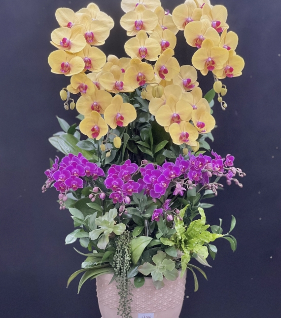 Phúc Lộc Vượng Niên