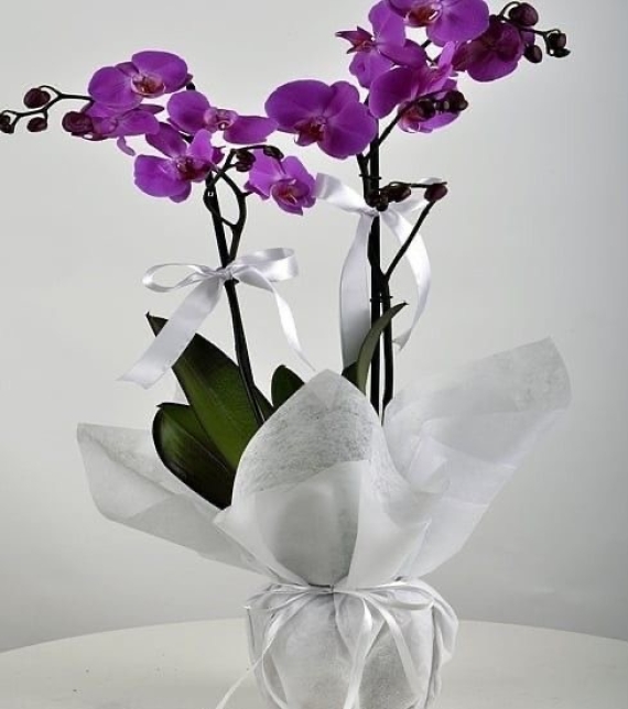 Orchid Marble Elegance – Lan Cẩm Thạch Quý Phái