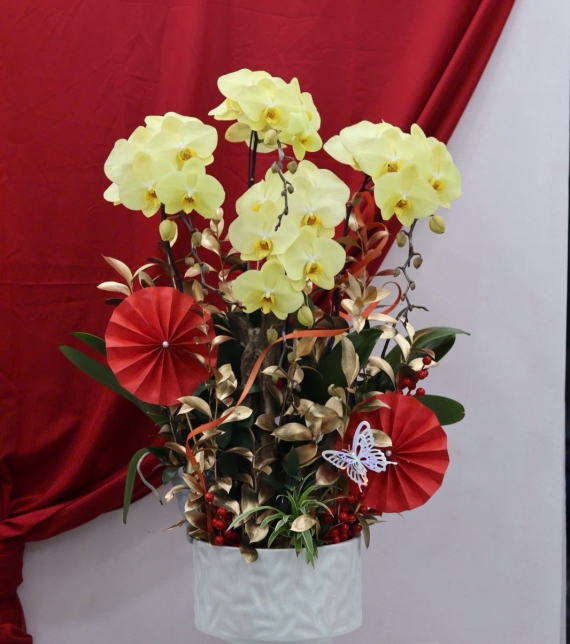 🌼 LAN HỒ ĐIỆP LŨA GỖ – KHỞI ĐẦU MAY MẮN, TÀI LỘC BỀN LÂU 🌼