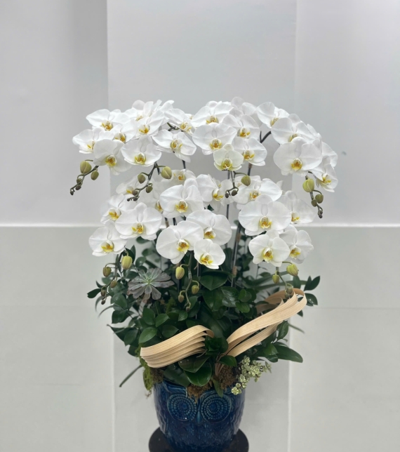 Chậu Hồ điệp trắng 7 cành 