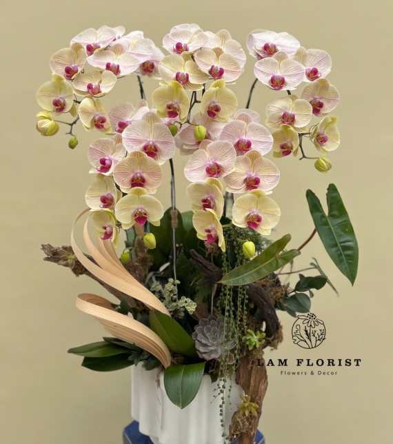 Chậu Lan 5 cành sang trọng