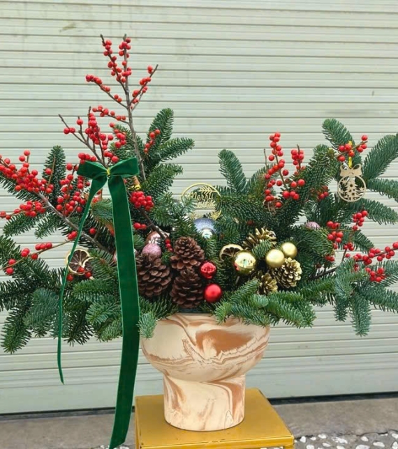 Chậu Thông Noel nhập khẩu 