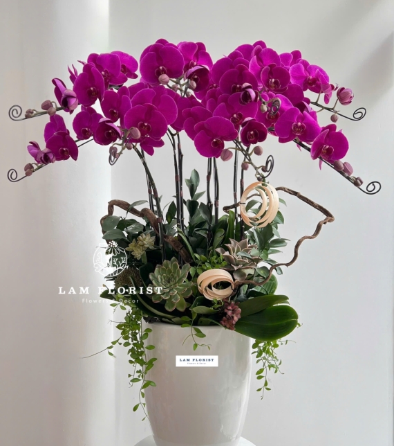 Chậu Lan Hồ Điệp Truyền Thống - 8 Cành