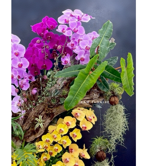 Sắc Ngọc Thiên Nhiên – The Orchid Symphony