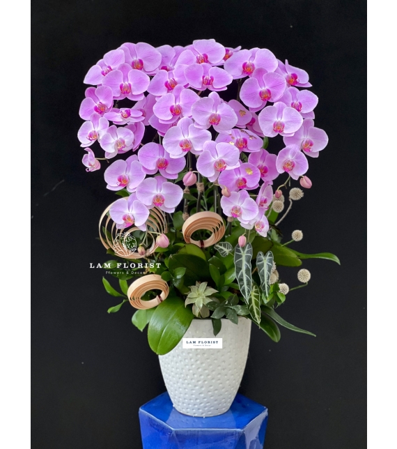 Hương Sắc An Nhiên – Serenity Orchid