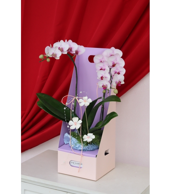 Lan Ngọc An Xuân Mini 