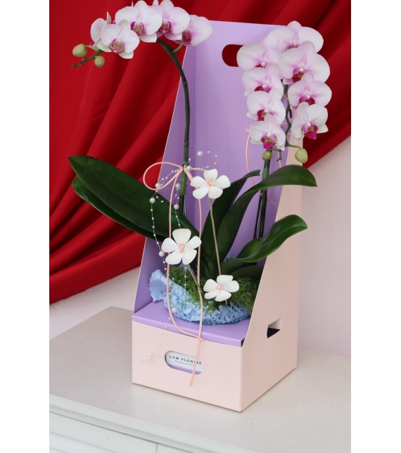 Lan Ngọc An Xuân Mini 