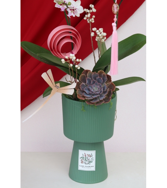 Lan Ngọc Xuân Mini 