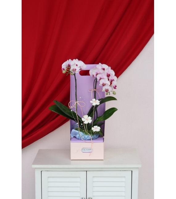 Lan Ngọc An Xuân Mini 