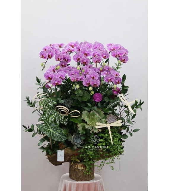 “Lan Vũ Thành Công” 