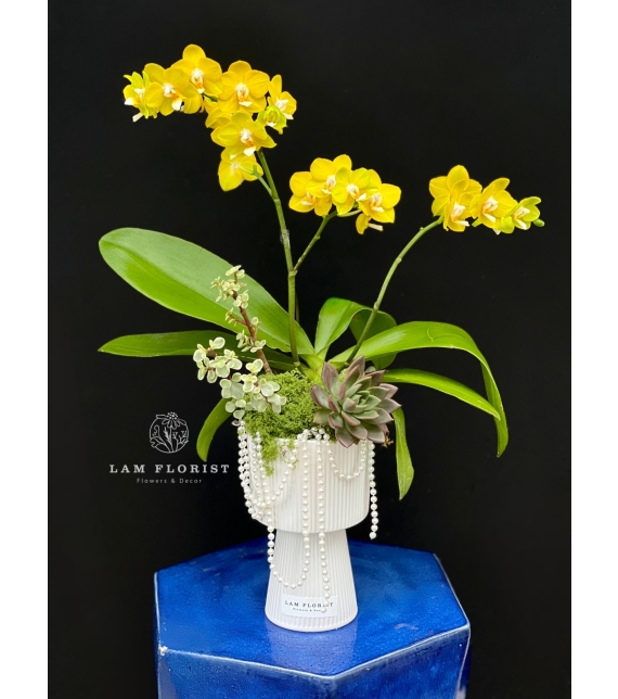 “Nắng Bình An”