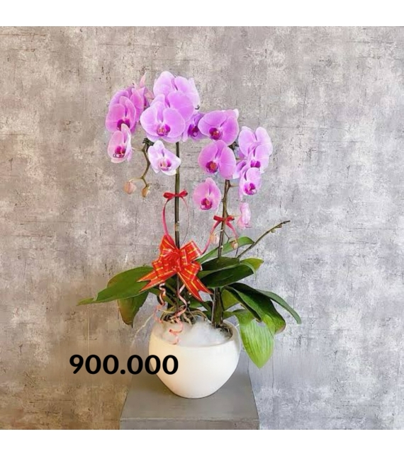 Purple Majesty – Vương Sắc Tím Quyền Uy