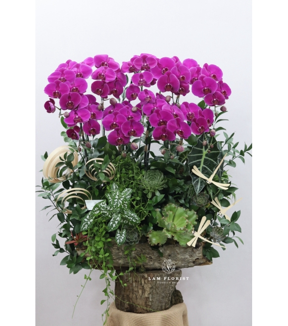 “Vượng Lan Phú Quý”