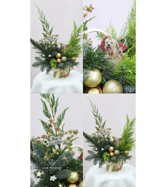  “Golden Star” – Chậu Thông Giáng Sinh Đan Mạch