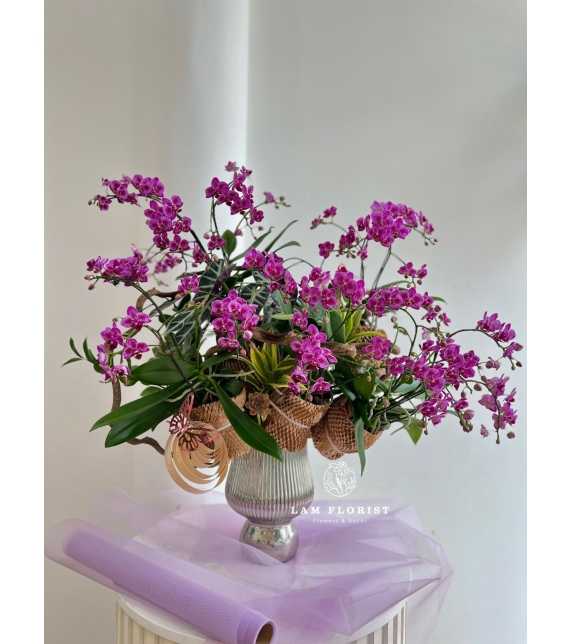 Lan Hồ Điệp Mini Tím Thanh Tú