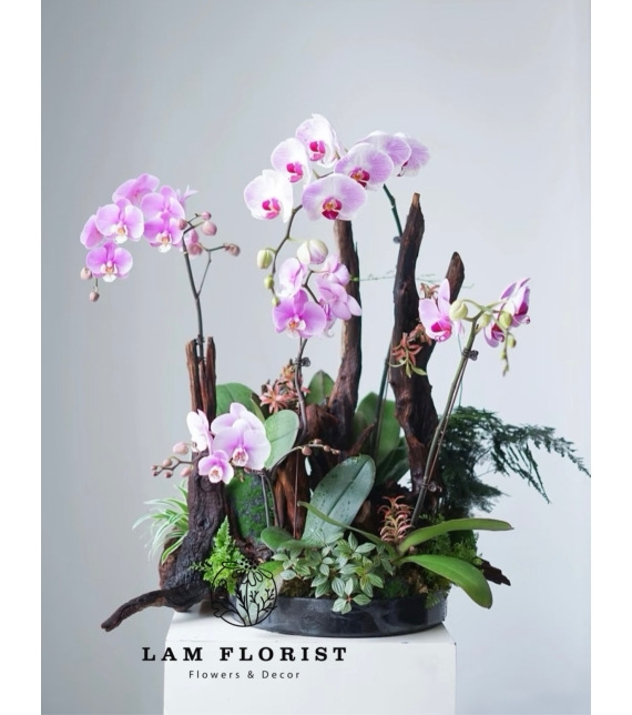 Lan Hồ Điệp Tím Ngọc – Thanh Âm Thiên Nhiên