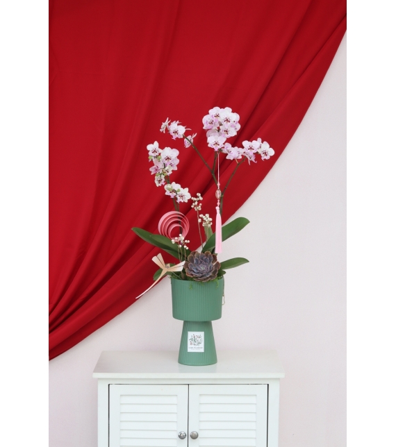 Lan Ngọc Xuân Mini 