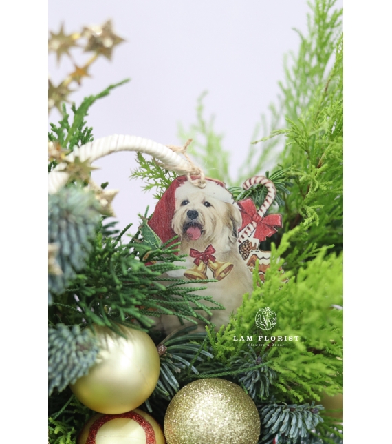  “Golden Star” – Chậu Thông Giáng Sinh Đan Mạch