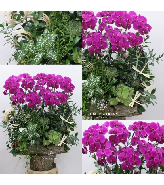 “Vượng Lan Phú Quý”