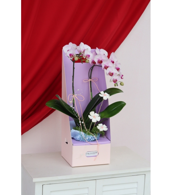 Lan Ngọc An Xuân Mini 