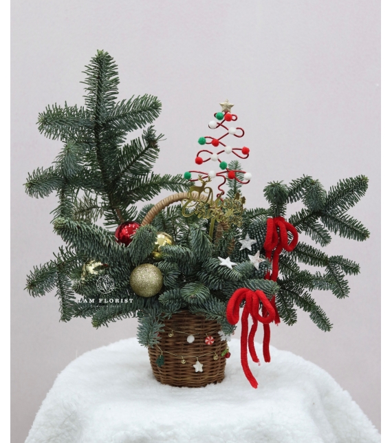  “Merry Mini Tree” – Chậu Thông Giáng Sinh Đan Mạch