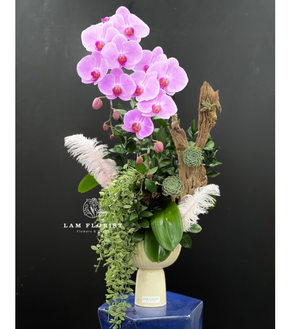 Hương Sắc Thanh Xuân - Chậu hồ điệp 2 cành