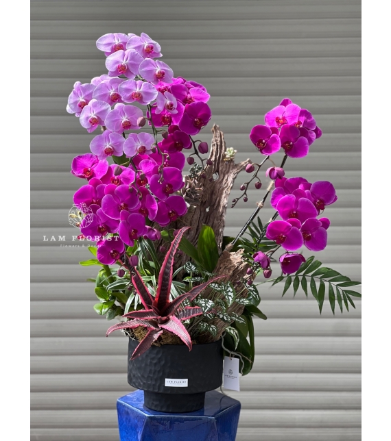 Chậu Lan Hồ Điệp Song Sắc Vượng Tài