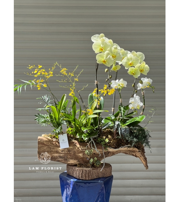 Lan Hồ Điệp Trắng – Vàng Thịnh Vượng