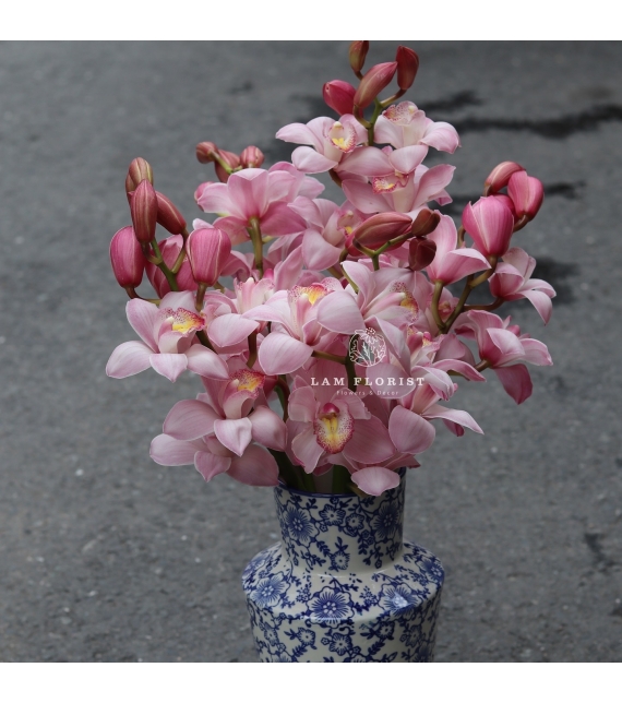 🌸 “Tịnh Sắc Hồng – Bình Địa Lan Thanh Xuân”