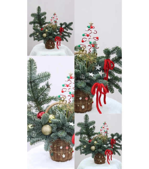  “Merry Mini Tree” – Chậu Thông Giáng Sinh Đan Mạch