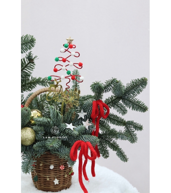  “Merry Mini Tree” – Chậu Thông Giáng Sinh Đan Mạch