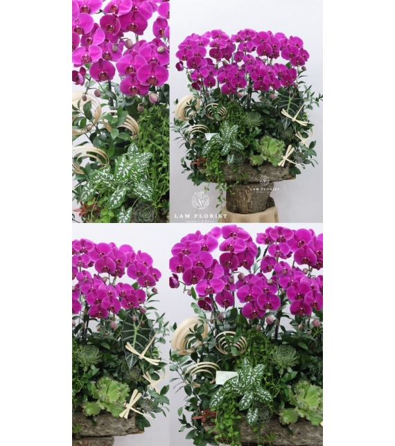 “Vượng Lan Phú Quý”