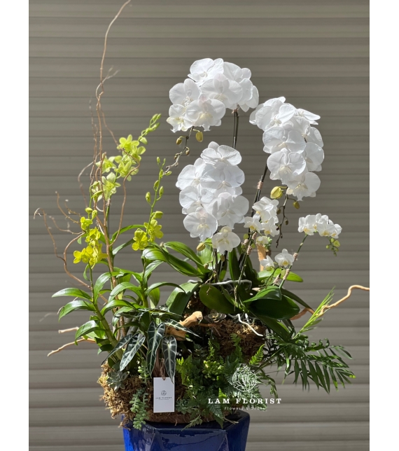 Lan Hồ Điệp Trắng Ngọc Quý