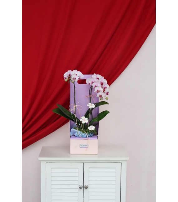 Lan Ngọc An Xuân Mini 