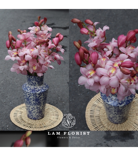 🌸 “Tịnh Sắc Hồng – Bình Địa Lan Thanh Xuân”